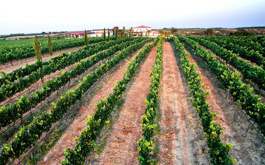 Masseria Basilicata con vigneti produzione vinicola