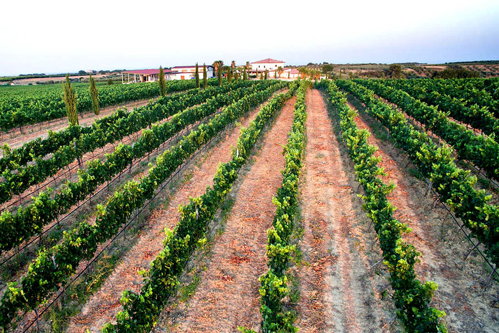 Vigneto della Masseria Masseria Basilicata con vigneti produzione vinicola
