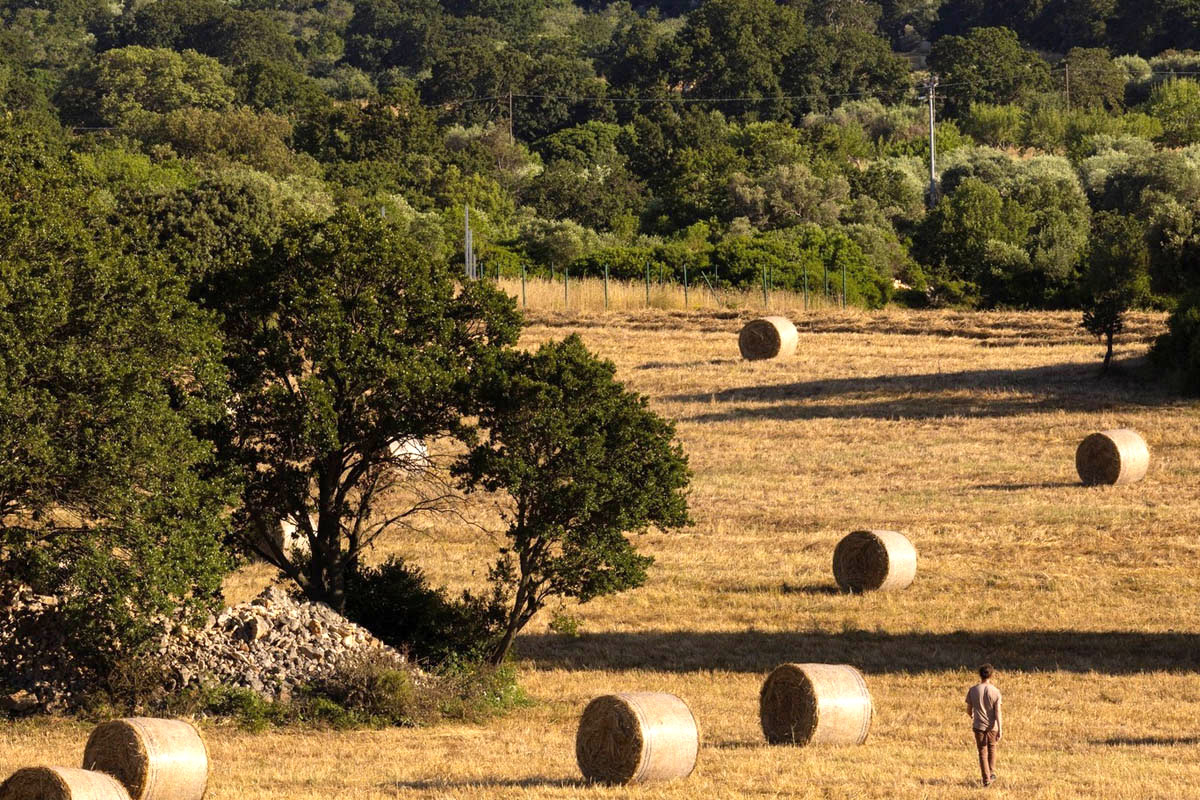 Bosco didattico Masseria in Puglia con vosco didattico